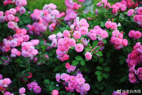 蔷薇花的花语是什么？蔷薇花的寓意和象征-花卉百科-中国花木网