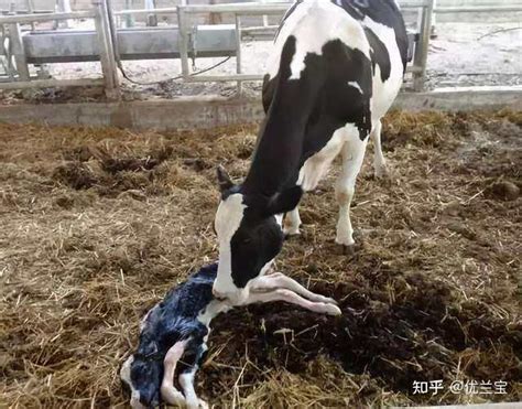 牛用B超机检测母牛子宫、卵巢疾病超声图像 - 知乎