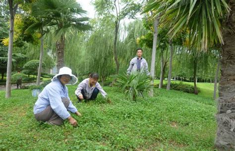 苗木技术营销打破传统 推动苗木销售与养护业发展-种植技术-中国花木网