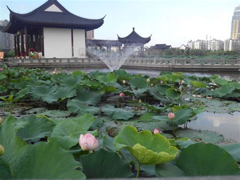 景点介绍-武汉市沙湖公园官方网站