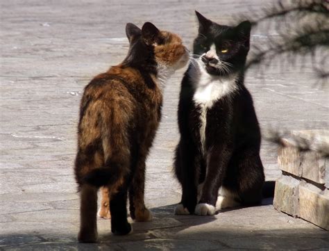 美丽的稀有猫MekongskyBobtail雌宠物猫没有尾巴高清图片下载-正版图片505498826-摄图网
