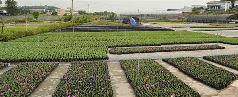 企业公司打造千亩基地 精准农耕永续生产草药 - 农牧世界