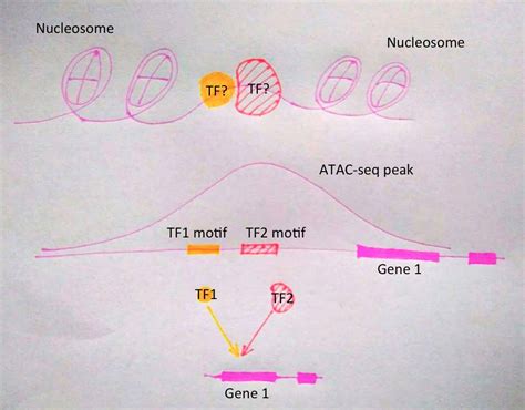 SEF010Hu | 真核翻译起始因子4A2(EIF4A2)检测试剂盒(酶联免疫吸附试验法) | Homo sapiens (Human，人 ...