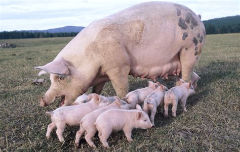 一头母猪一年产多少仔猪？窝仔死亡率约在20%左右 - 猪好多网