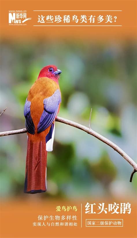 玉环漩门湾国家湿地公园今秋迎来首批濒危珍稀鸟类