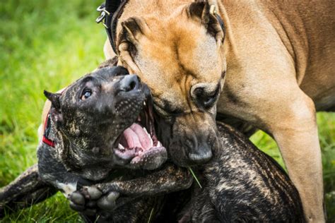 比特犬是个神奇狗种，竟不怕疼来不怕咬，打架堪称狗界无敌手