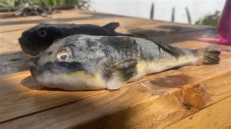 科学家在南非海滩发现数百条搁浅的剧毒河豚 毒性比氰化物更致命
