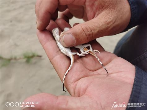 以“海珠”命名！广州海珠湿地发现昆虫新物种