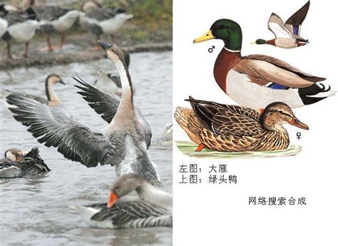 雁鹅和鸭子的区别，鸭和鹅的区别是什么图片 – 百场汇