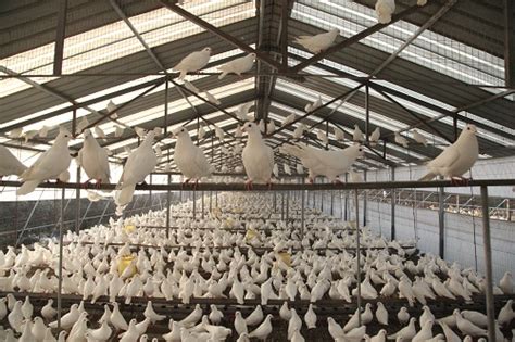 青年鸽管理技术_种鸽-肉鸽-天成鸽业养殖基地