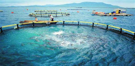创新立体式生态养殖模式 实现渔业转型升级 - 阳江市阳东区人民政府门户网站