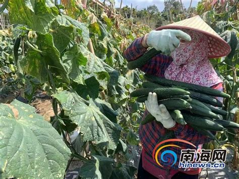 西乡塘区双定镇：300万斤黄瓜开春喜丰收 每天交易量近10万斤