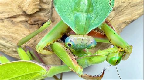 螳螂宠物,最容易饲养的10种螳螂,宠物昆虫螳螂_大山谷图库