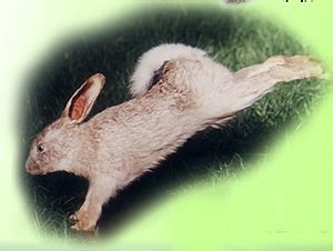 关于兔年的吉祥成语,形容兔年的吉祥成语 - ITCASK网