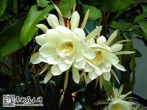 昙花图片