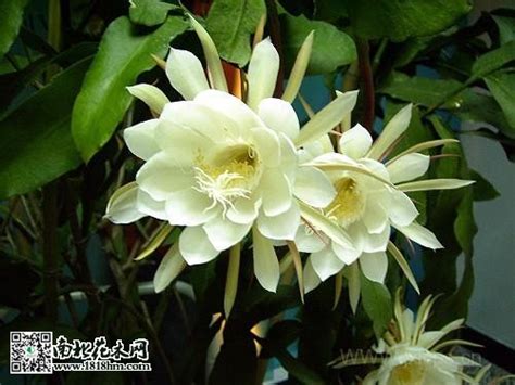 优昙花_360百科