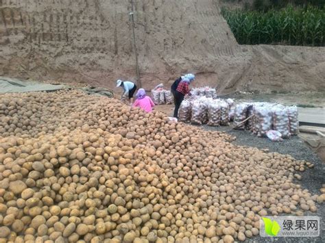 2018安定土豆 定西，被誉为“中国薯都”_土豆价格行情_蔬菜商情网
