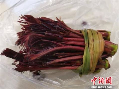“贵族野菜”香椿叶价格大跳水， 从最早每斤80元跌至每斤15元-大河新闻
