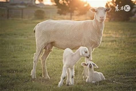 2020年属羊的几月出生最好 生肖羊出生月份命理详解-属羊-国学梦