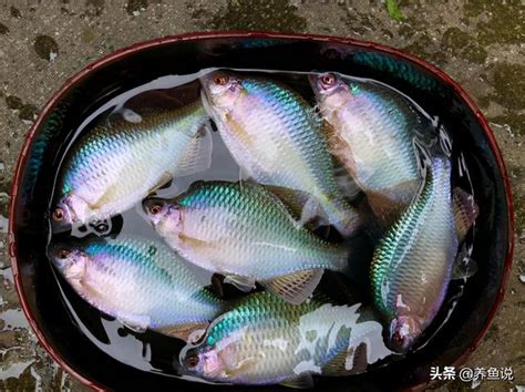 最耐寒的小型观赏鱼 十大名贵观赏鱼排行榜_金鱼 - 养宠客