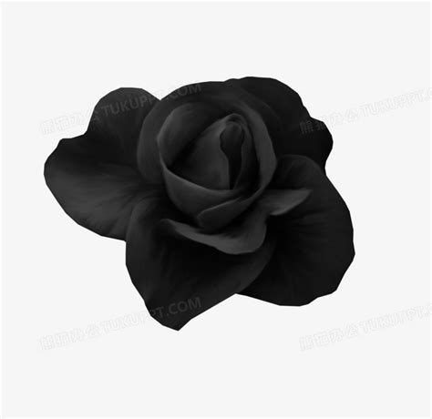 黑色玫瑰PNG图片素材下载_黑色玫瑰PNG_熊猫办公