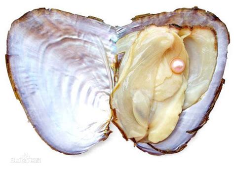 河蚌不止可产珍珠，蚌肉多糖还具有多种生物活性 | 江苏省药理学会官网