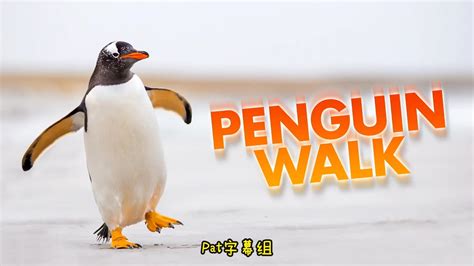 超级好玩好听的英语儿歌 企鹅走路歌 Do the Penguin Walk - 知乎