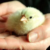 黄澄澄的小鸡宠物名字可爱有趣-可爱点 - 【可爱点】