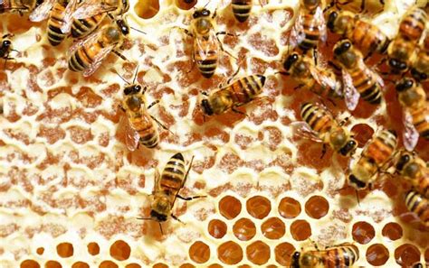 养蜂知识有哪些？掌握这些养蜂知识，蜜蜂养殖才能做到事半功倍！