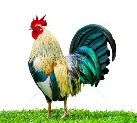 一个孤立的骄傲的公鸡Cockkerel站在象征着自高清图片下载-正版图片506456771-摄图网