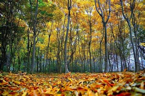 秋天枫树林高清图片下载-正版图片500716781-摄图网