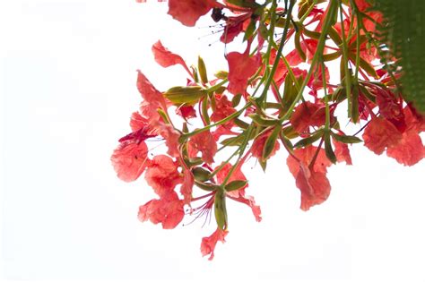 凤凰花的花语是什么？凤凰花的寓意和象征-花卉百科-中国花木网