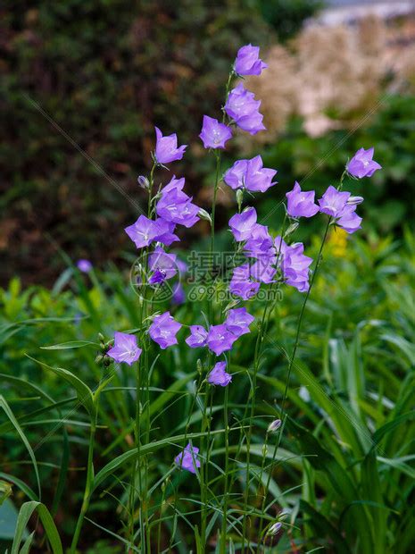 特别耐寒的紫斑风铃草，寒冷的冬季还在开花，每年可不断分株繁殖|风铃草|紫斑|侧芽_新浪新闻