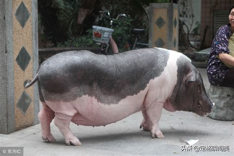 300斤的猪图片大全,1000斤猪,400斤猪(第2页)_大山谷图库