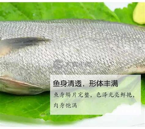 米鱼素材网,清蒸米鱼,知鱼素材网_大山谷图库