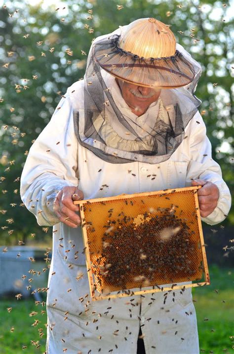 在蜂场的养蜂人与他的蜜蜂图片-养蜂人与蜜蜂素材-高清图片-摄影照片-寻图免费打包下载