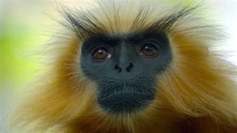 全世界最稀有的猴子之一：金色乌叶猴