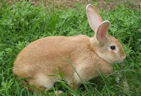 兔子图片大全-兔子高清图片下载-觅知网