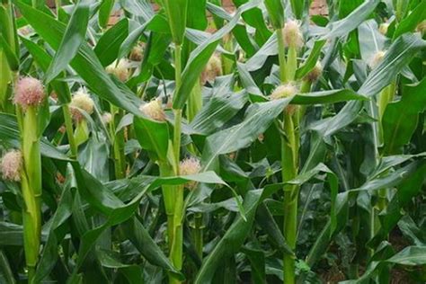 多个玉米品种混种能增产？株高、生育期都不同，到底能混种吗？__财经头条