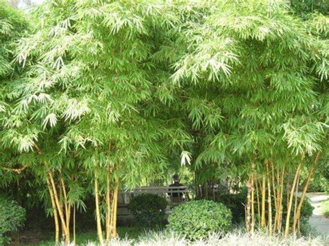 10种常见的竹子品种-绿宝园林网
