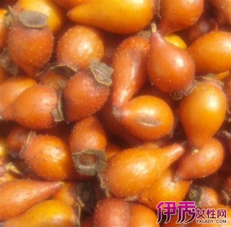 金樱子图片