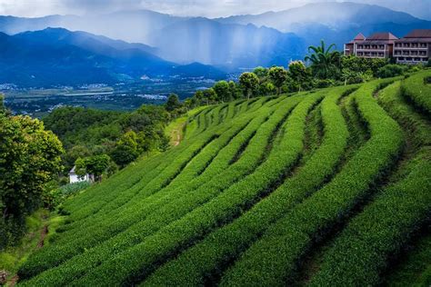 【老徐谈茶】第十期： 普洱茶的收藏与价值之名山茶临沧茶区—白莺山 - 知乎