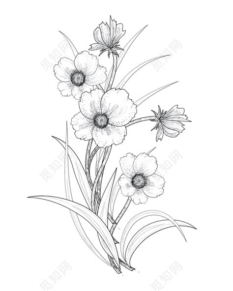 黑白素描花朵植物素材免费下载 - 觅知网