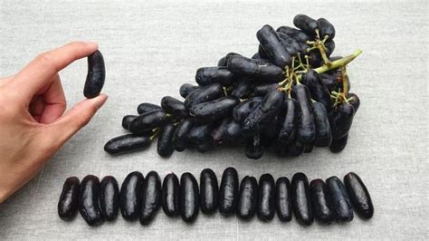 澳洲金手指葡萄水果美人指黑提进口黑手指2斤当季无籽提子蓝宝石-阿里巴巴