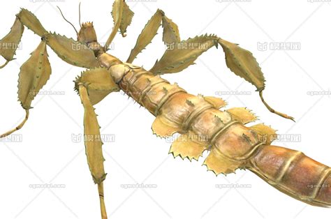 树枝虫图片