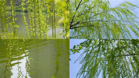 春天阳光下柳树的细枝嫩叶【原创摄影】