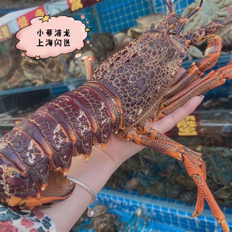 澳洲淡水大龙虾养殖 - 七彩三农