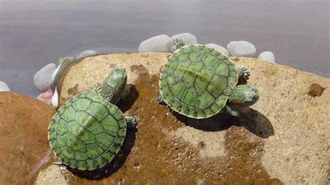 巴西龟养殖方法教程（巴西龟如何饲养）