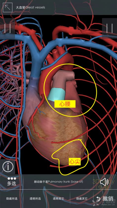 2021年临床执业医师实践技能考试——X线平片影像诊断心脏增大诊断公式