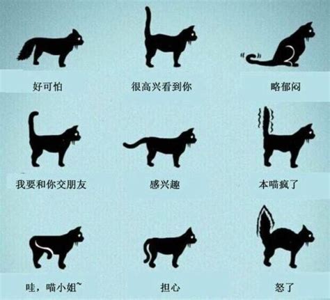 猫咪摇尾巴是什么意思？当猫咪的尾巴发出这几种信号，你要注意了！ - 知乎